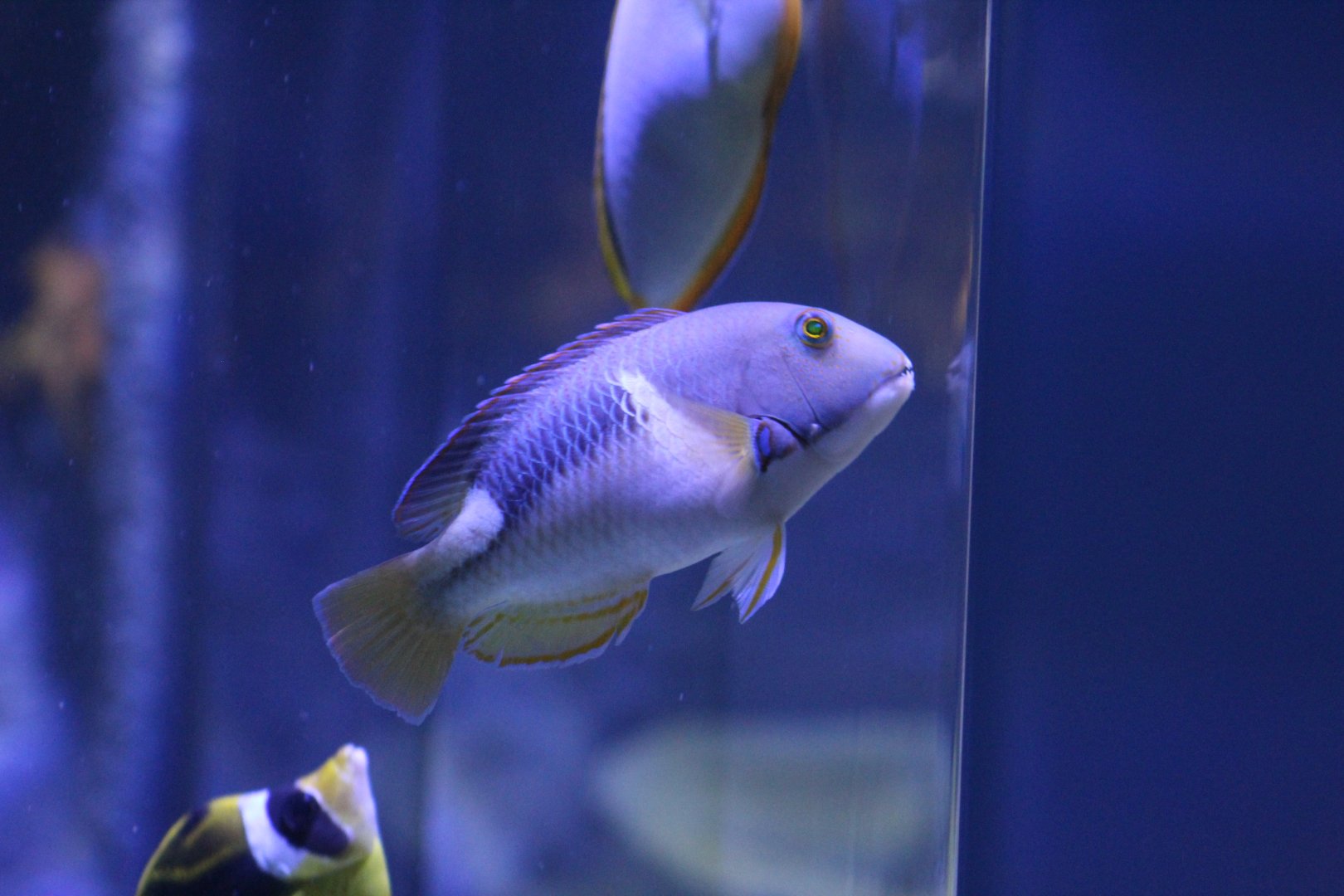 Orange-Dotted Tuskfish