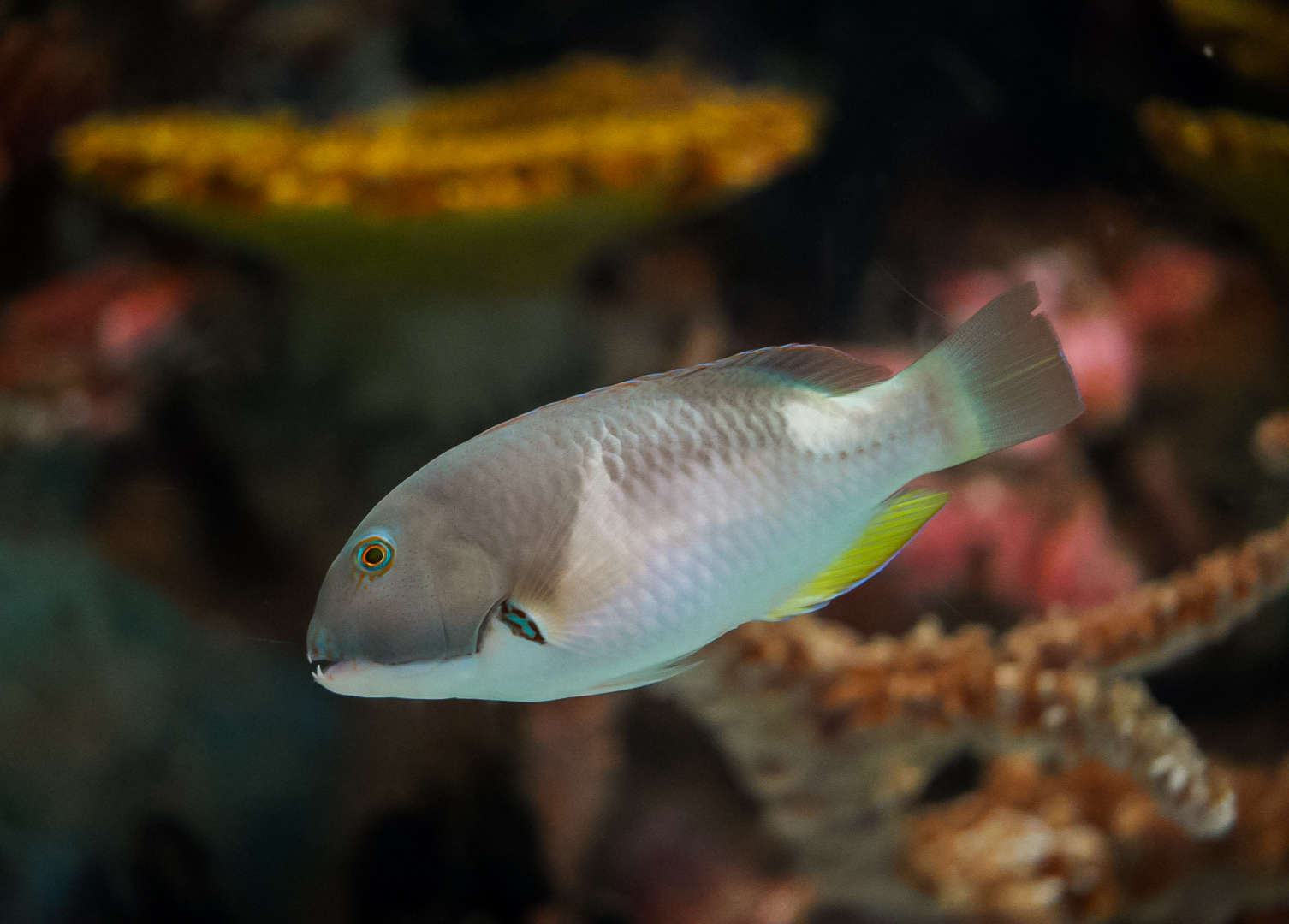 Orange-dotted Tuskfish