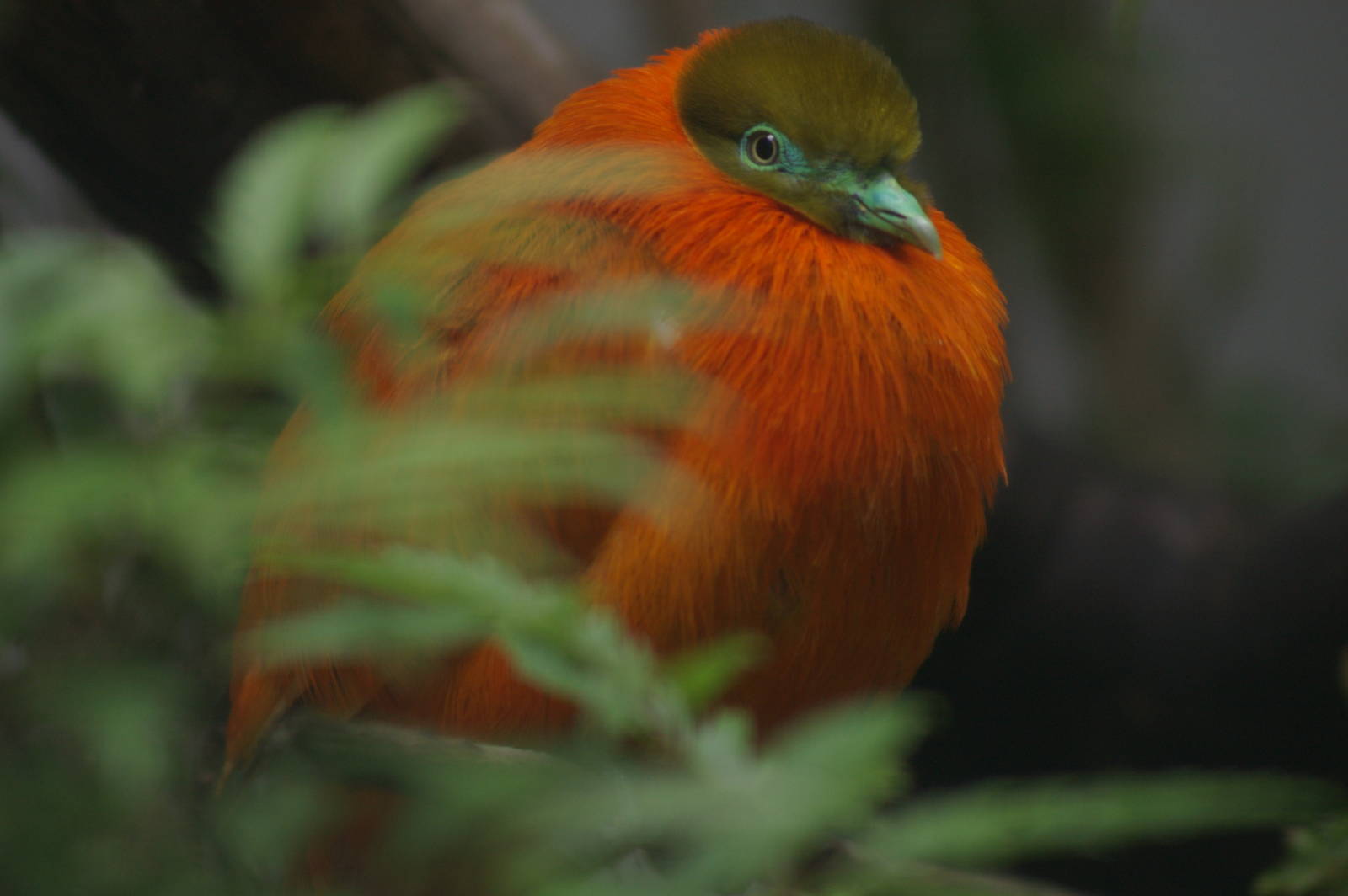 orange dove (Chrysoenas victor)