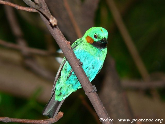 Orange-eared tanager (Chlorochrysa calliparaea)