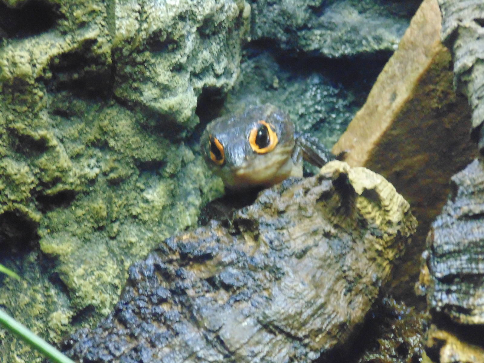 Orange Eyed Crocodile Skink