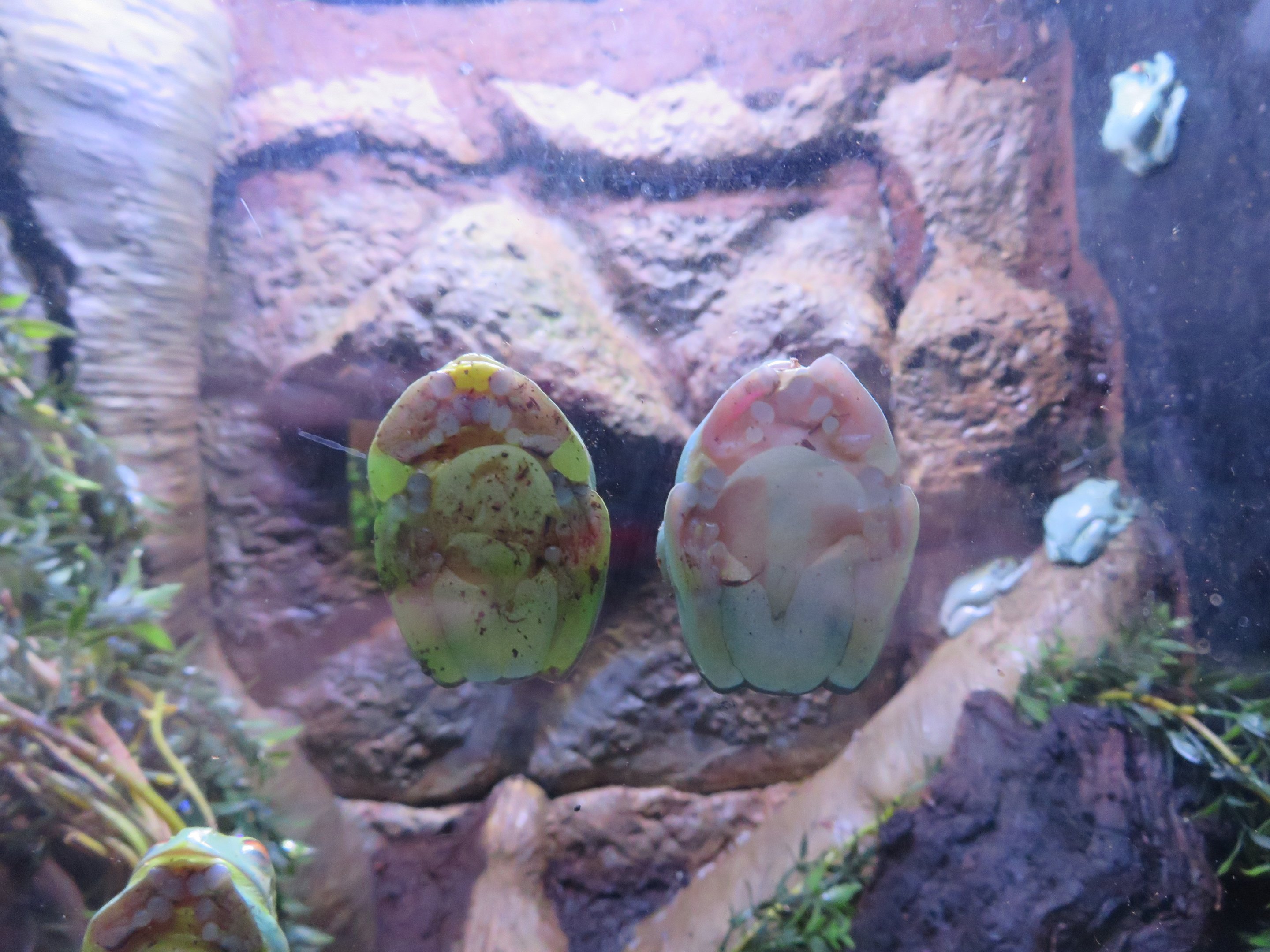 Orange-eyed Tree Frogs
