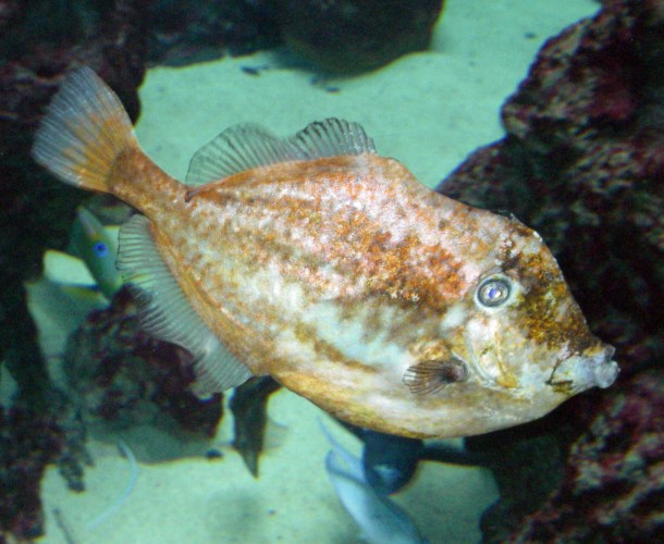 Orange Filefish (Aluterus schoepfii)