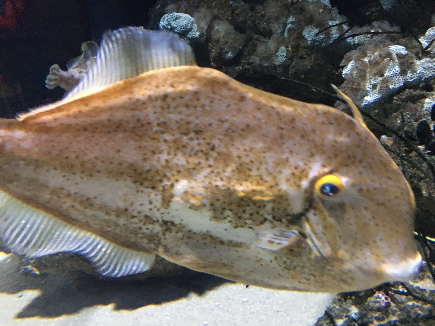 Orange Filefish (Aluterus schoepfii)