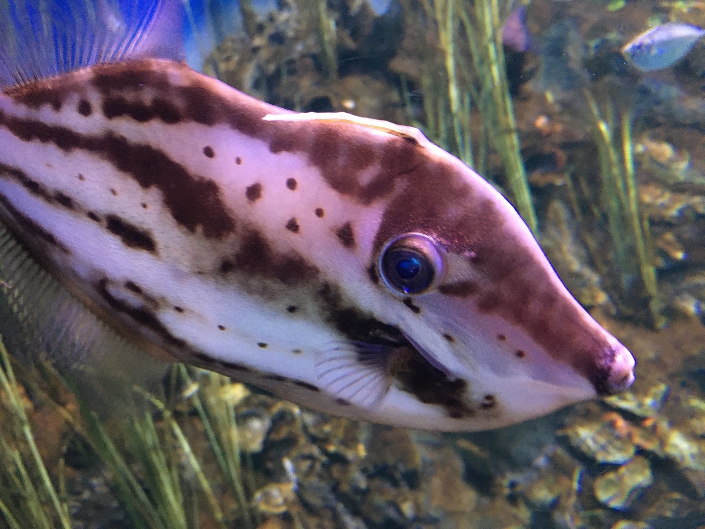Orange Filefish (Aluterus schoepfii)