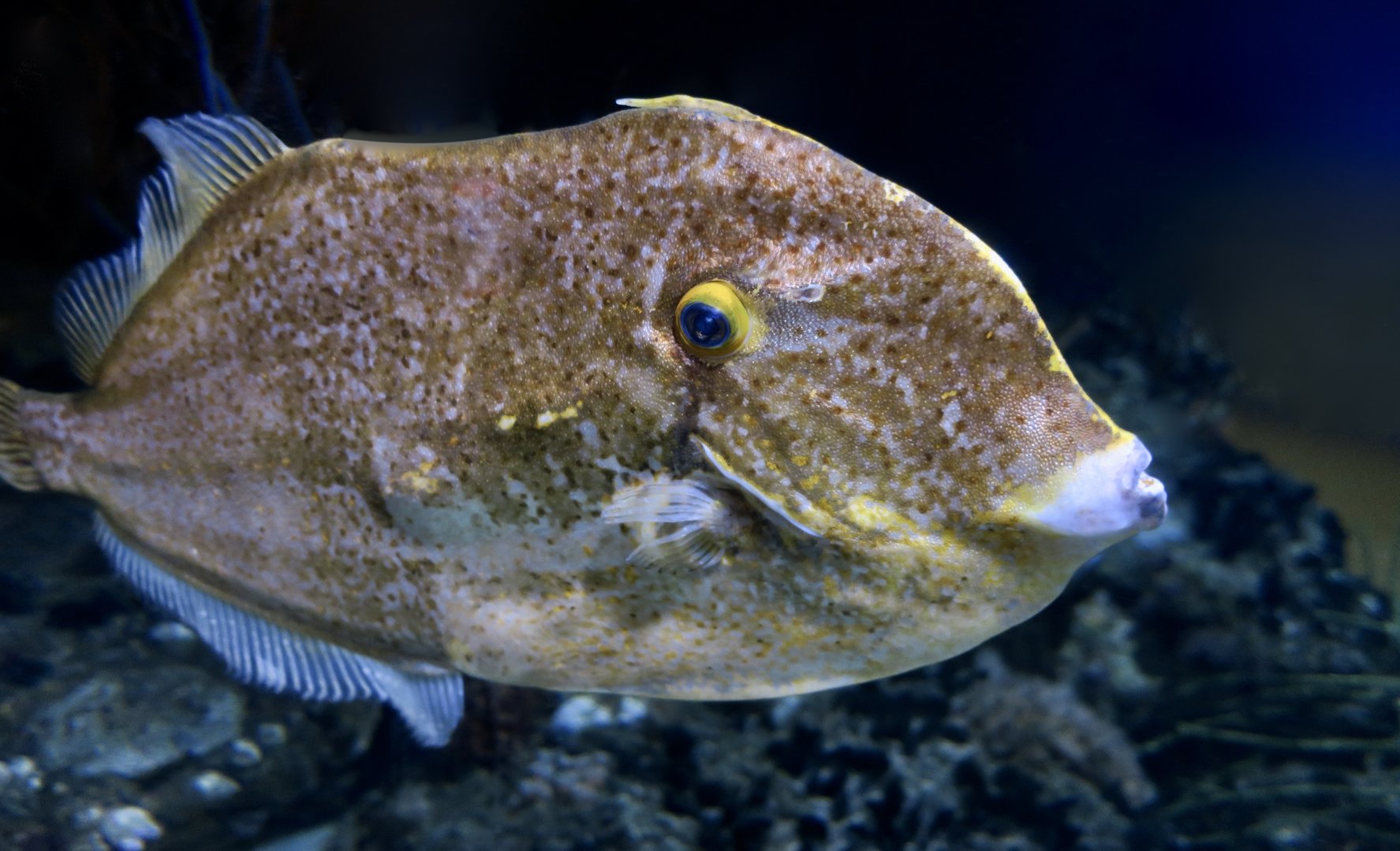 Orange Filefish (Aluterus schoepfii)