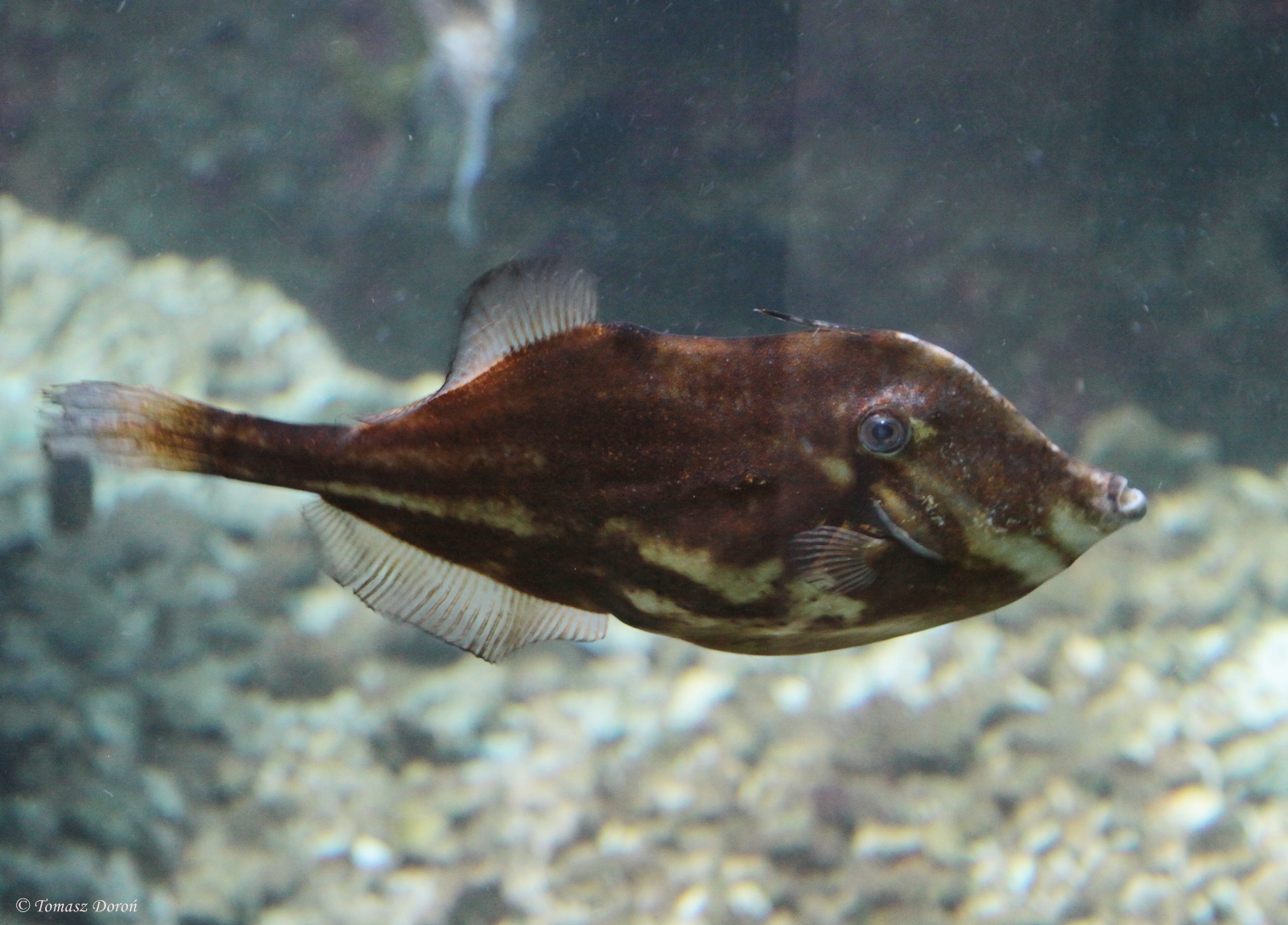 Orange Filefish (Aluteus schoepfii)