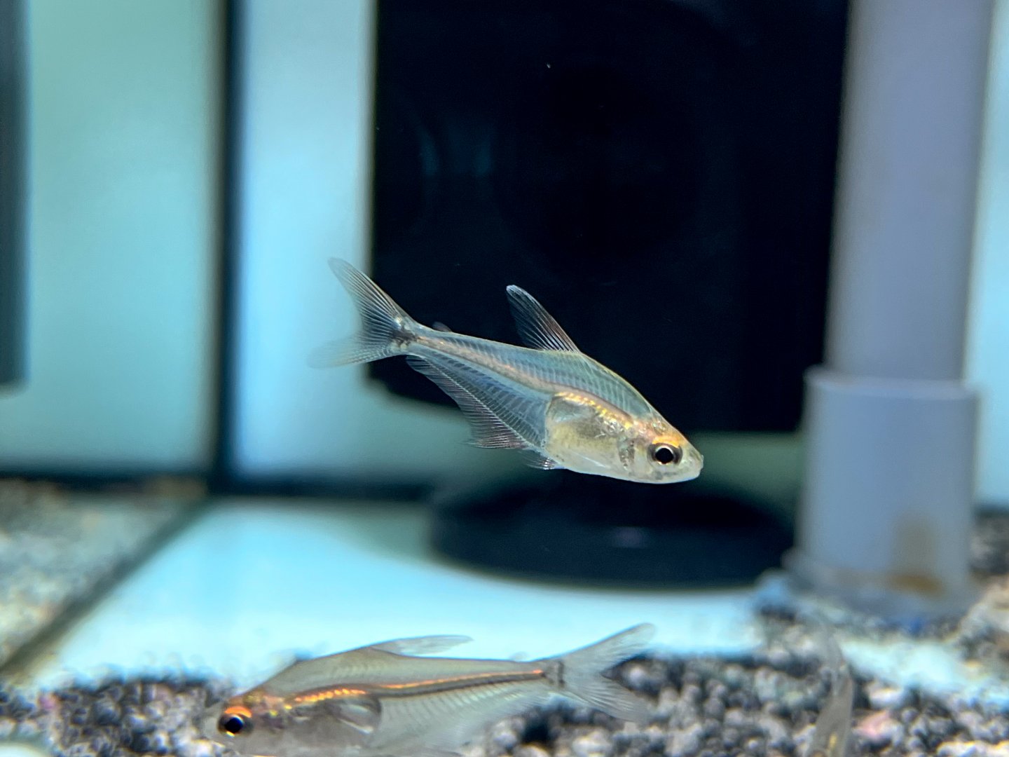 Orange-finned Big-eye Glass Tetra (Phenacogaster cf. capitulata)