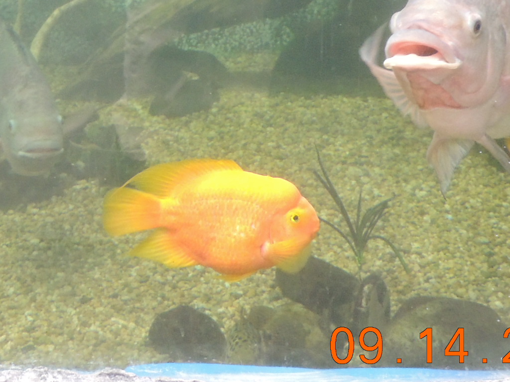 orange fish id?