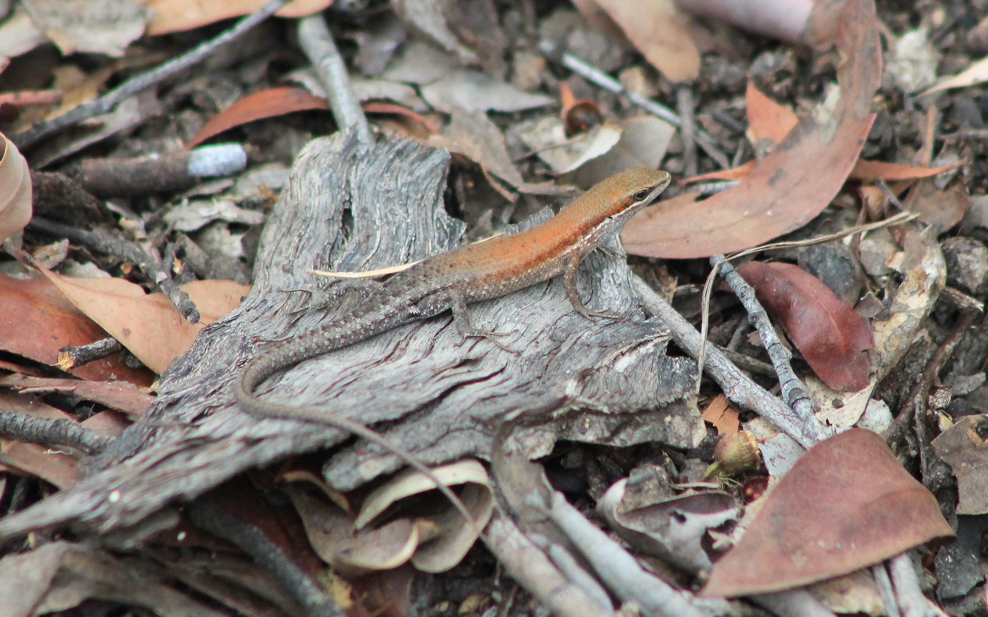 Orange-flanked Rainbow Skink (Carlia rubigo)