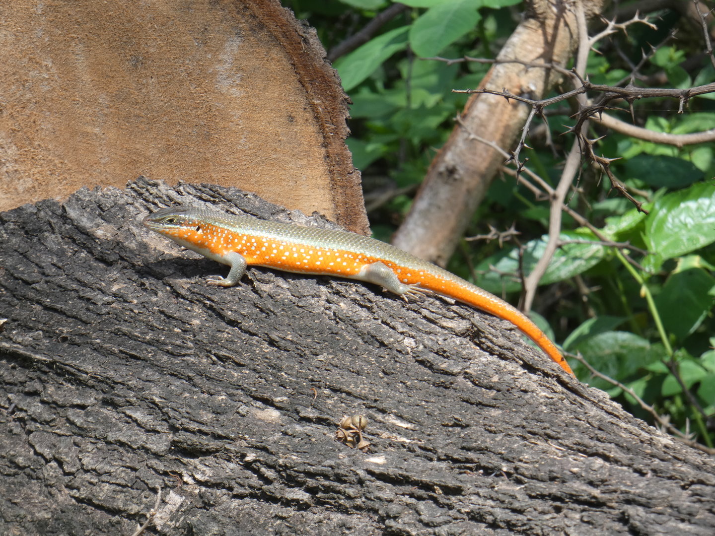 Orange-flanked skink
