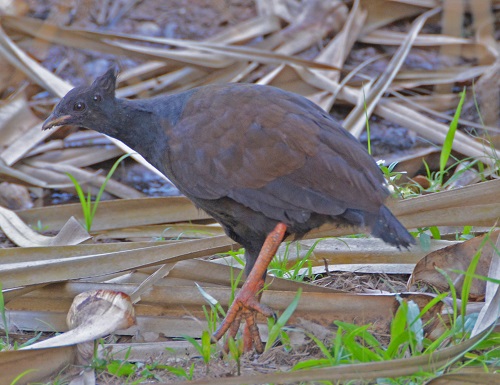 Orange-footed scrub-fowl