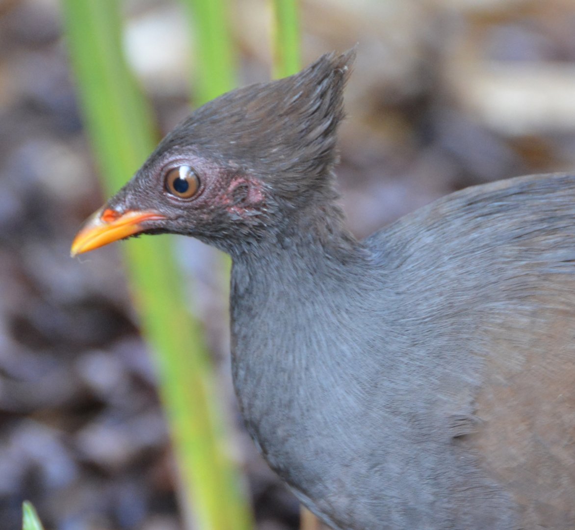 Orange-footed scrubfowl 2