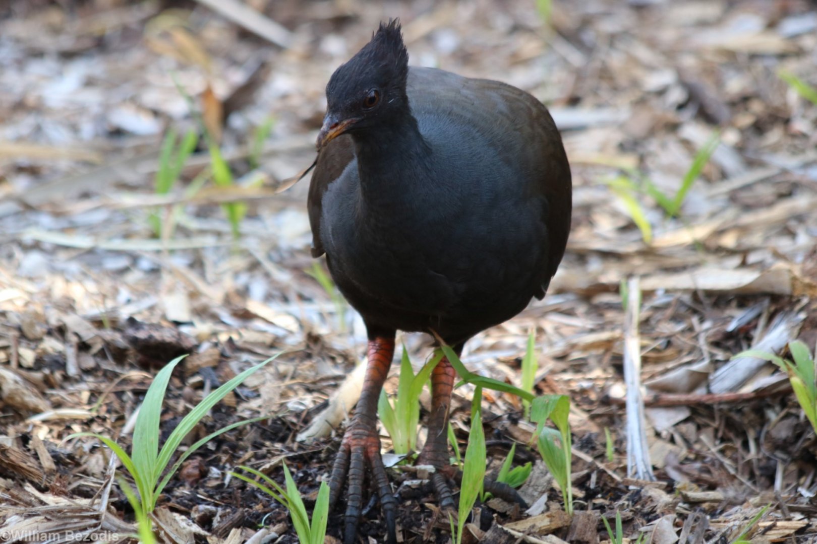 Orange-footed Scrubfowl at the Darwin Botanic Gardens