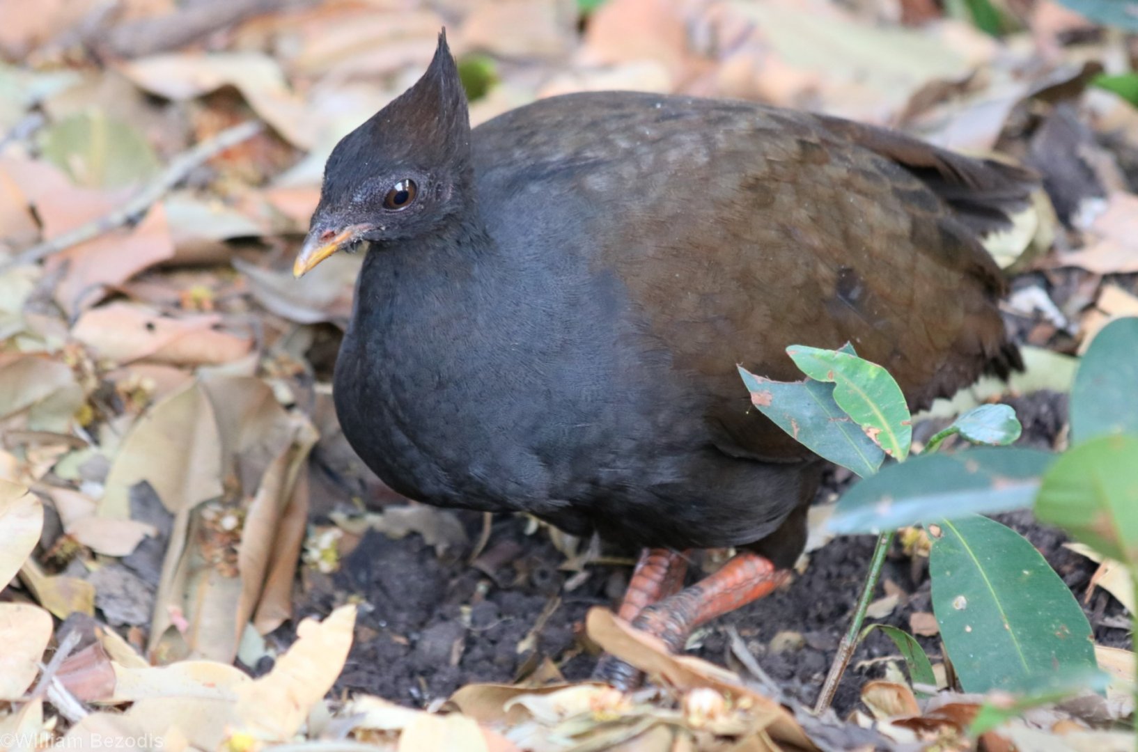 Orange-footed Scrubfowl - Darwin Botanic Gardens