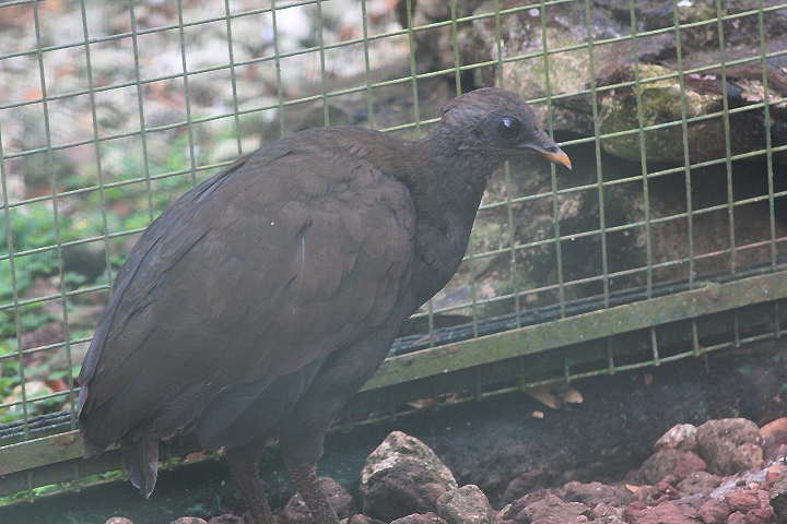 Orange-footed scrubfowl (Megapodius reinwardt reinwardt)