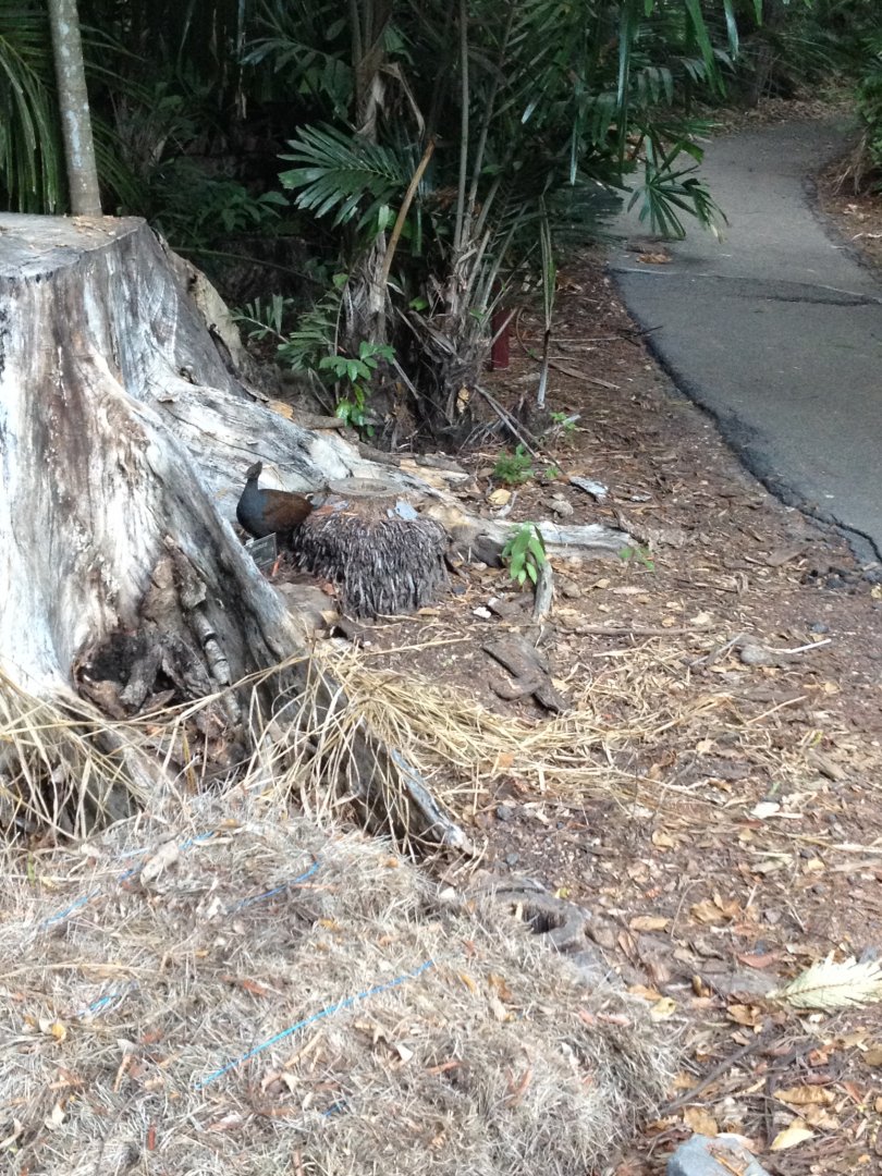 Orange-footed Scrubfowl (Megapodius reinwardt)