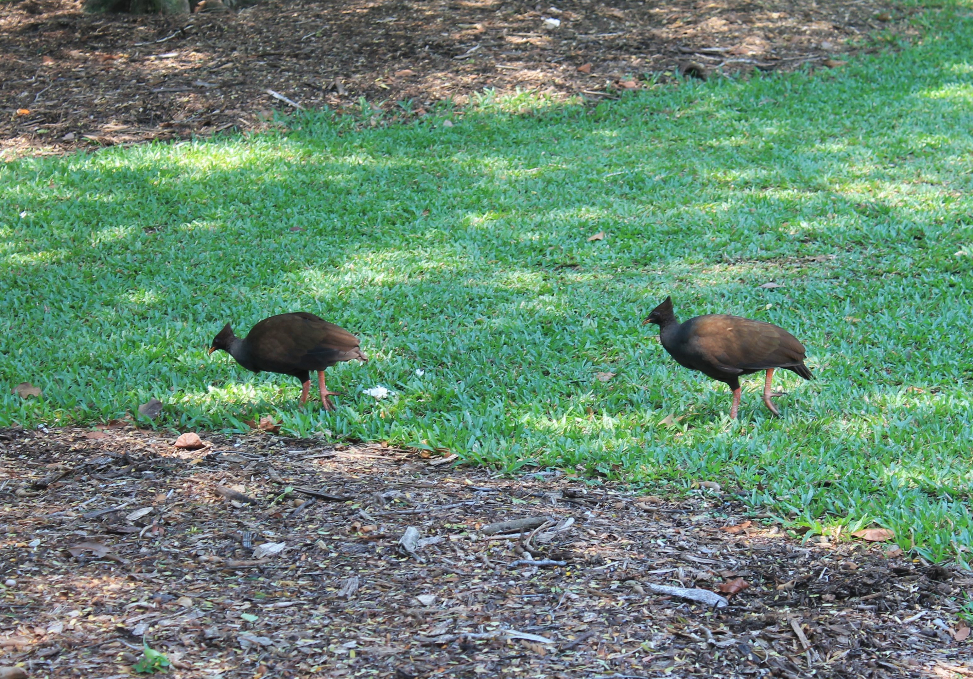 Orange-footed Scrubfowl (Megapodius reinwardt)