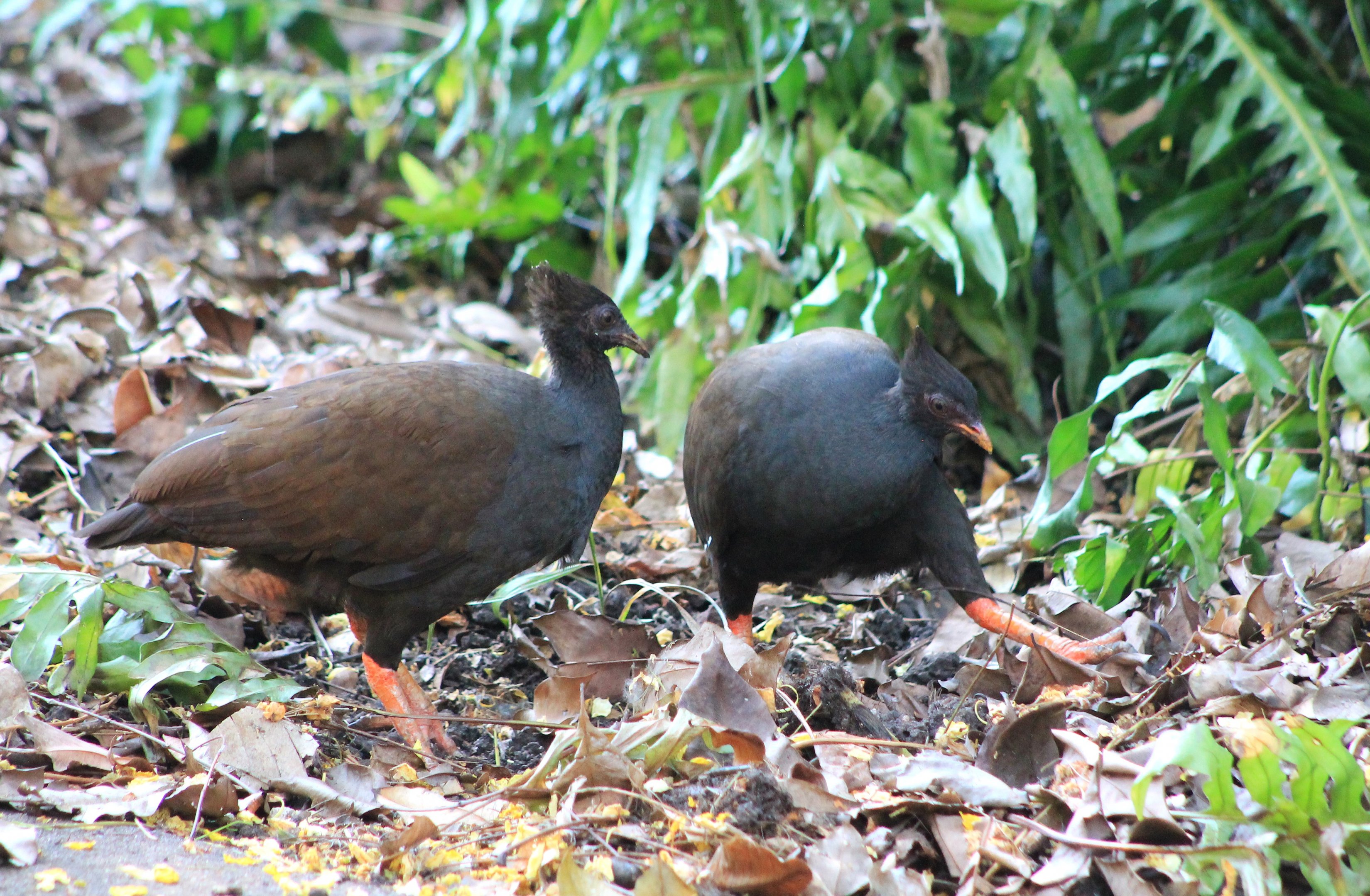 Orange-footed Scrubfowl (Megapodius reinwardt)