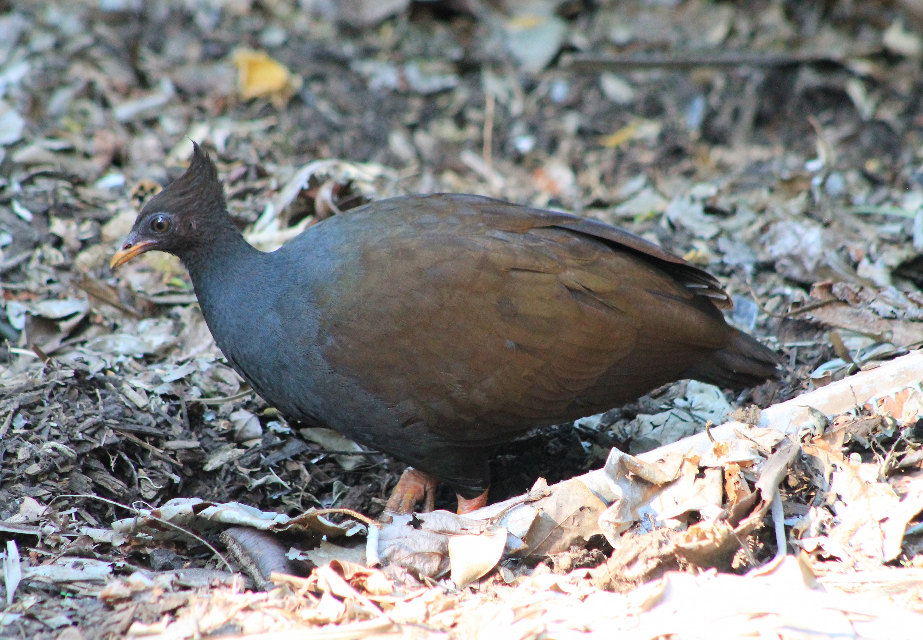 Orange-footed Scrubfowl (Megapodius reinwardt)