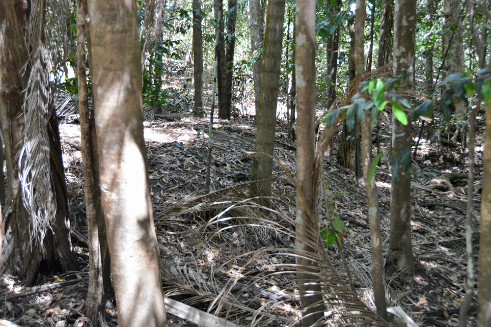 Orange-footed scrubfowl nest.  NT