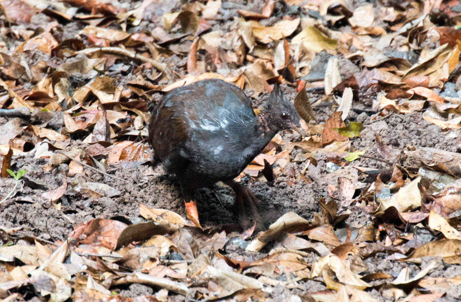 Orange-footed Scrubfowl