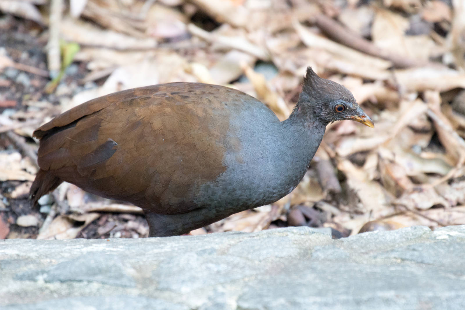 Orange-footed Scrubfowl