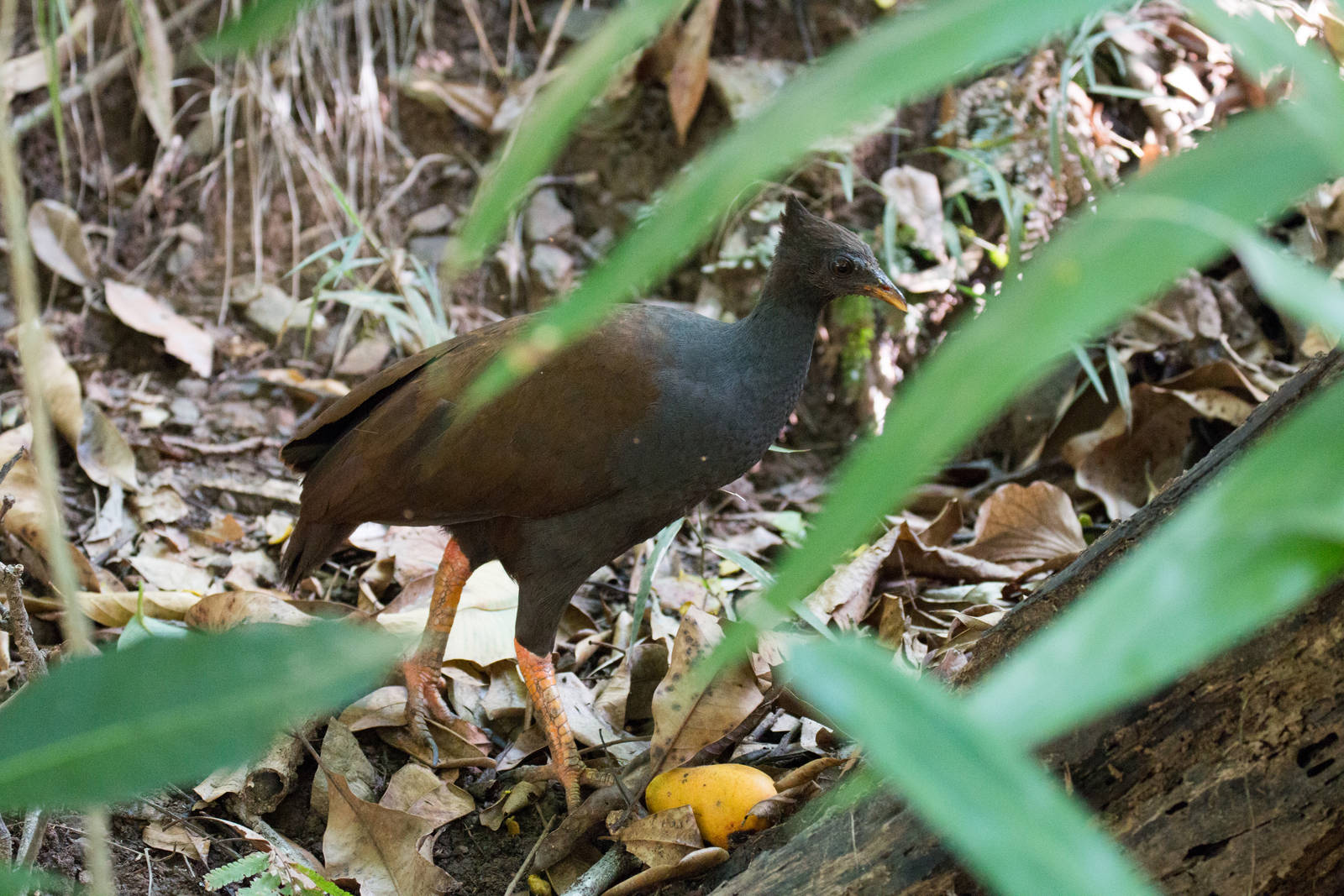 Orange-footed Scrubfowl