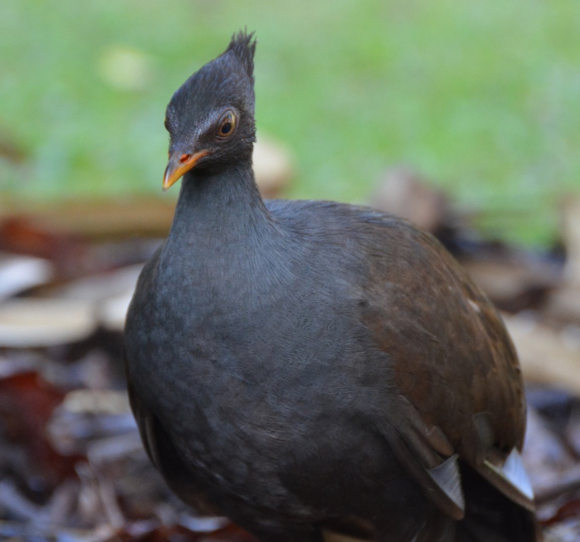 Orange-footed scrubfowl