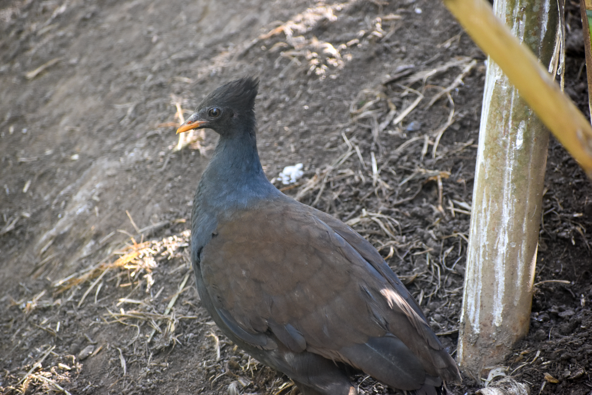 Orange-footed Scrubfowl