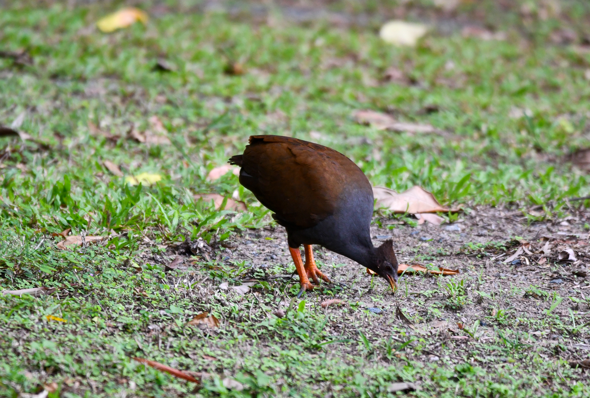 Orange-footed Scrubfowl