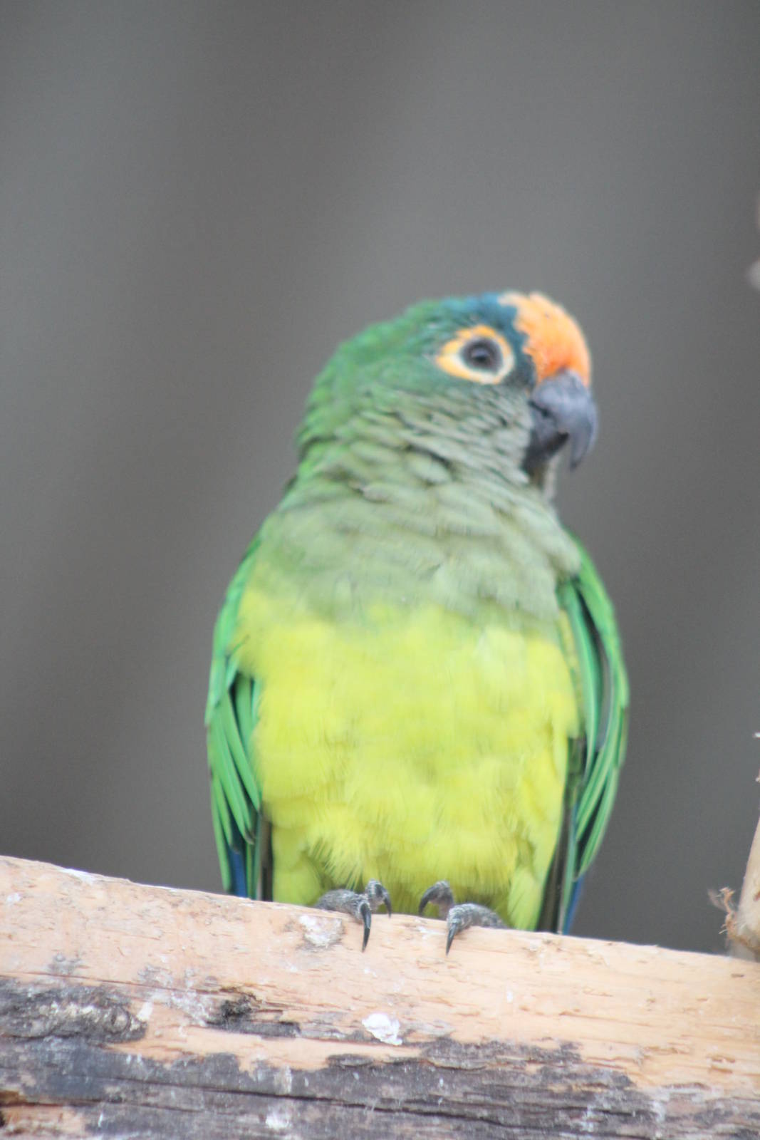 Orange-fronted Conure