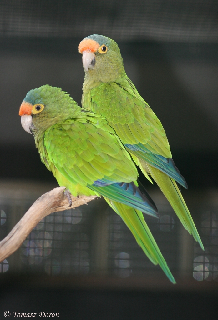 Orange-fronted Conures (Aratinga canicularis eburnirostrum)