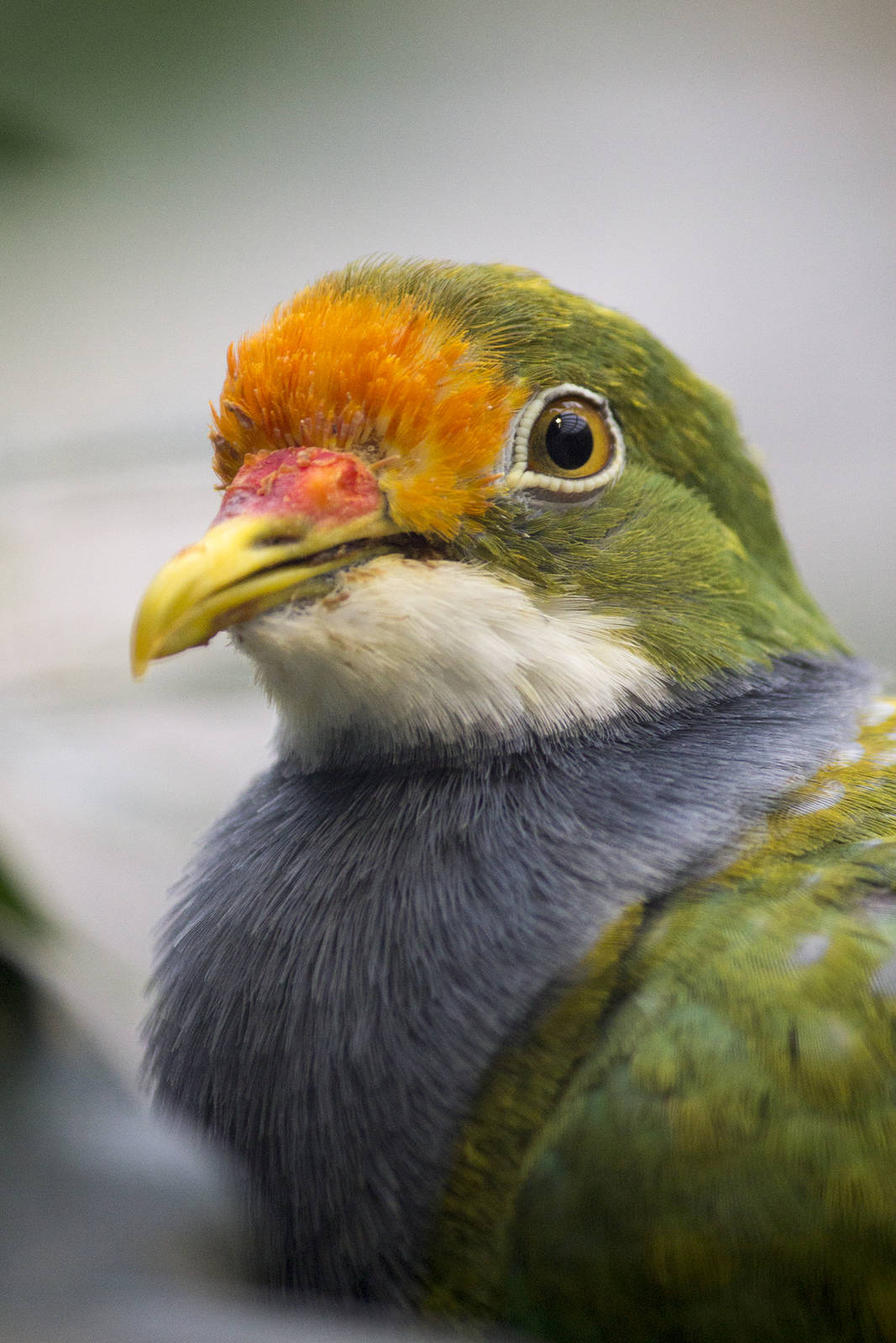 Orange-fronted fruit-dove, 12/28/14