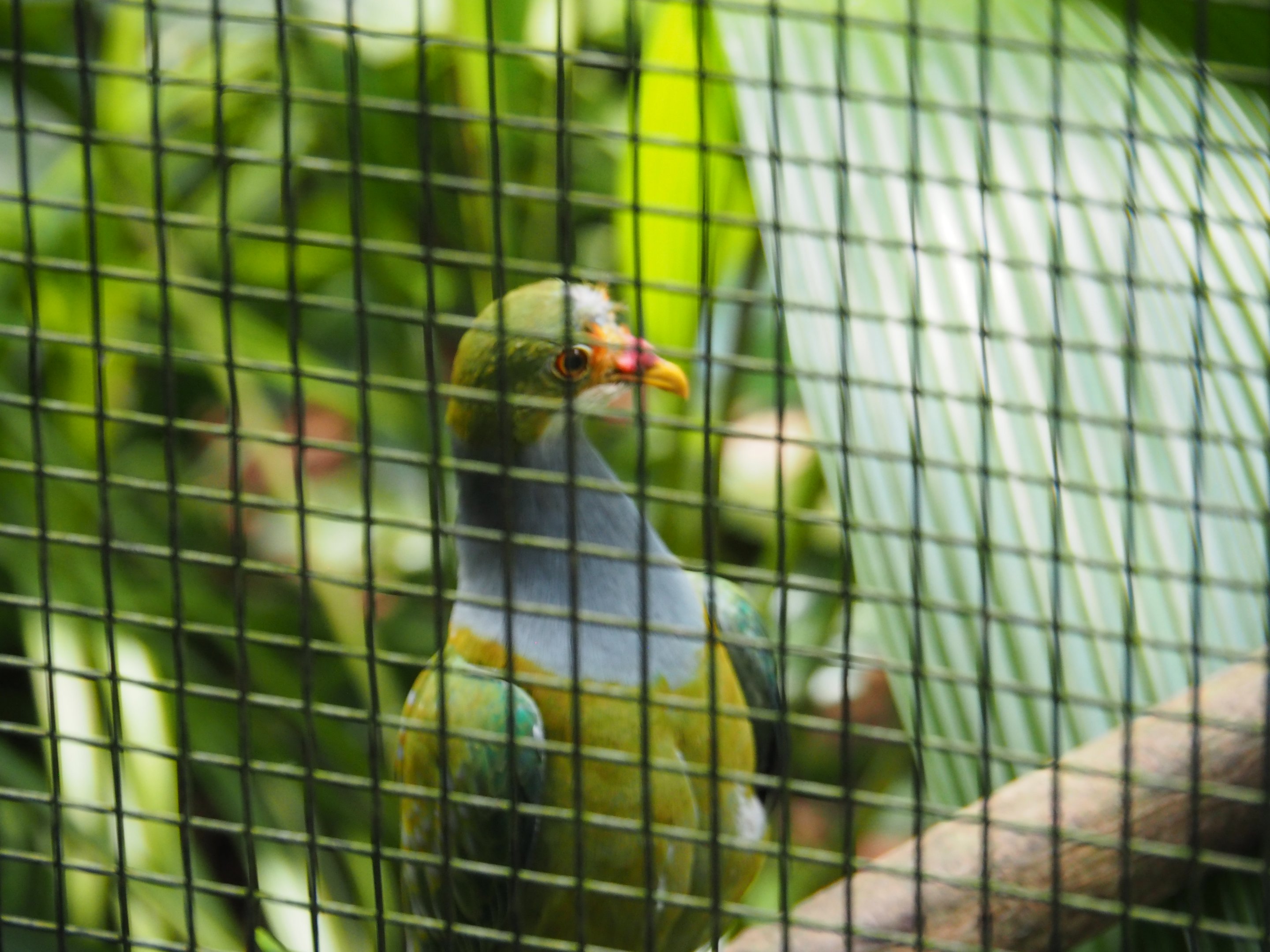 Orange-fronted Fruit Dove at Jurong Bird Park