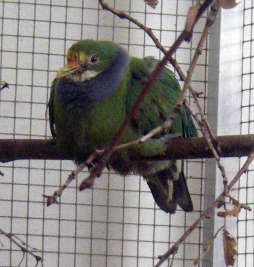 Orange-fronted Fruit Dove (Ptilinopus aurantiifrons)