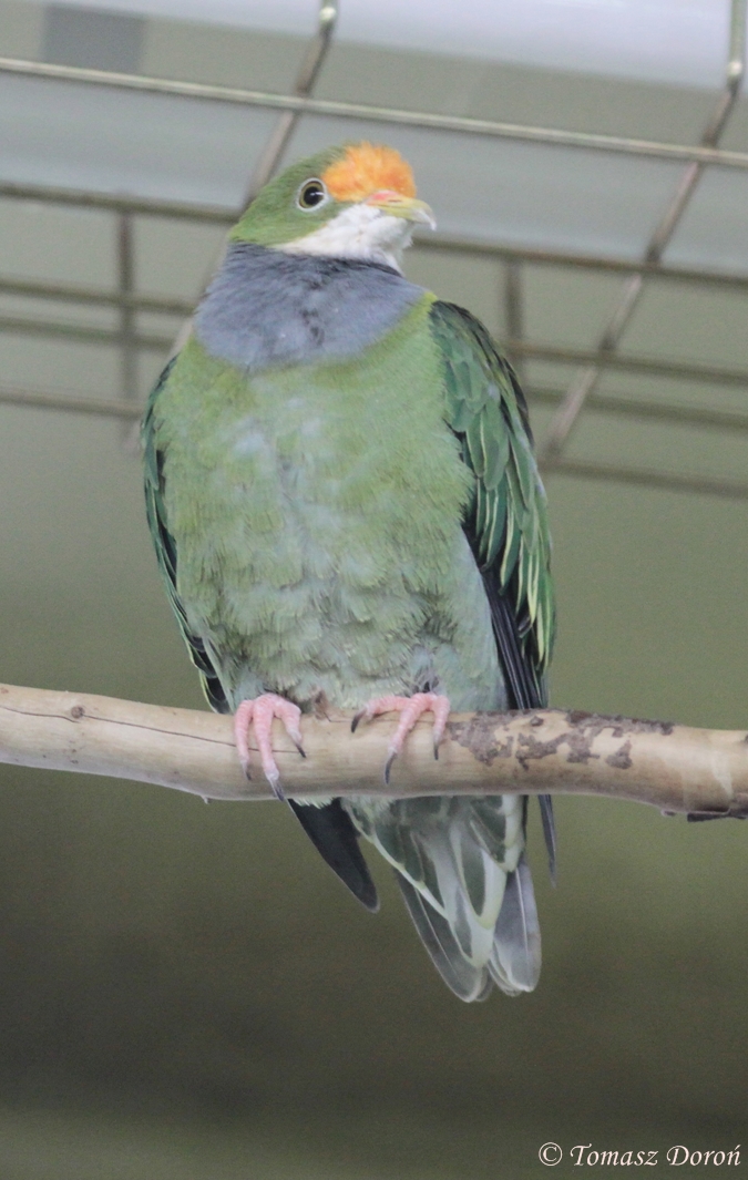 Orange-fronted Fruit-dove (Ptilinopus aurantiifrons)