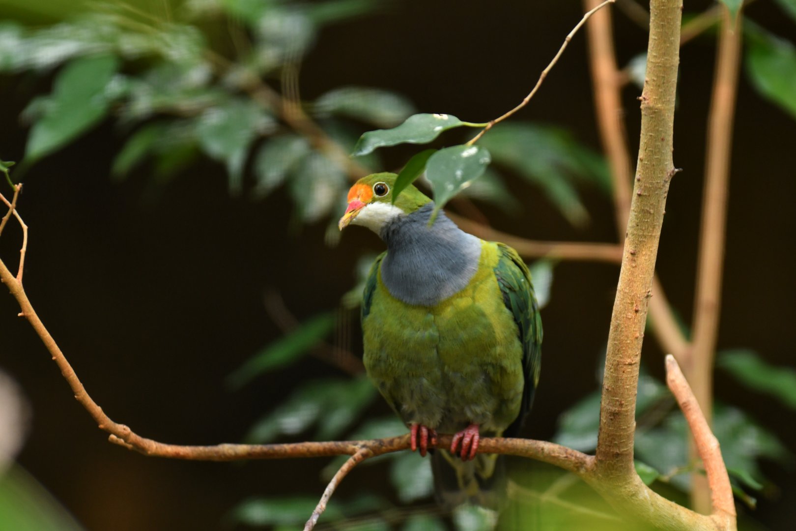 Orange-fronted fruit-dove (Ptilinopus aurantiifrons)