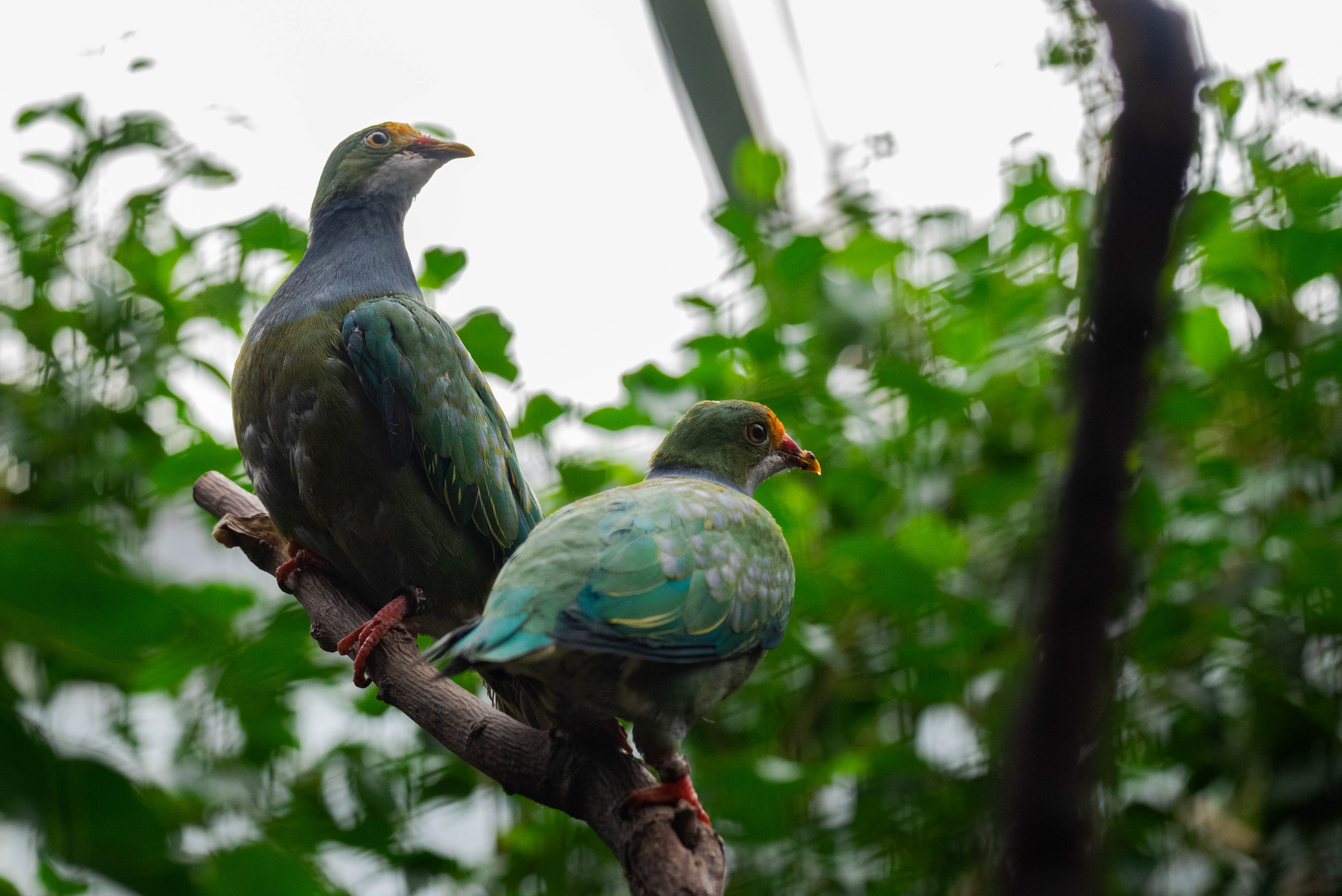 Orange-fronted fruit dove - Ptilinopus aurantiifrons