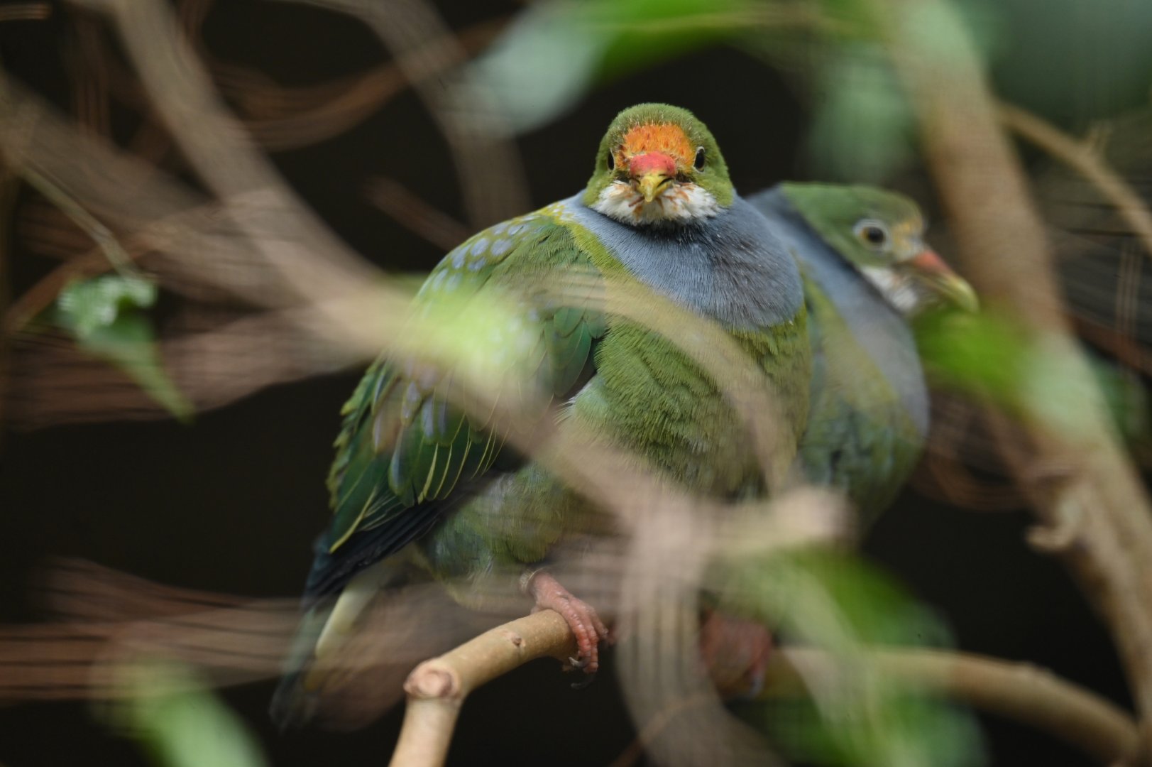 Orange-fronted Fruit-Dove Ptilinopus aurantiifrons