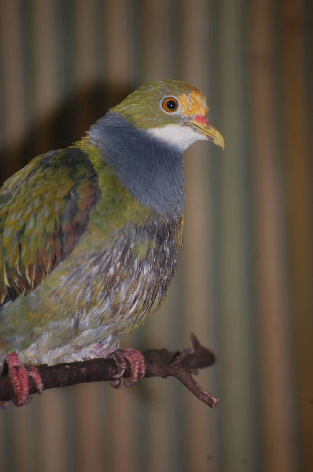 Orange-fronted fruit-dove