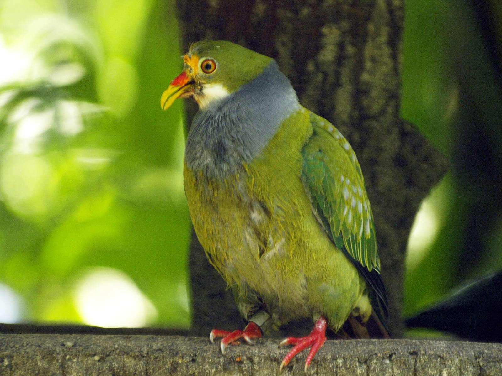 Orange-fronted Fruit dove