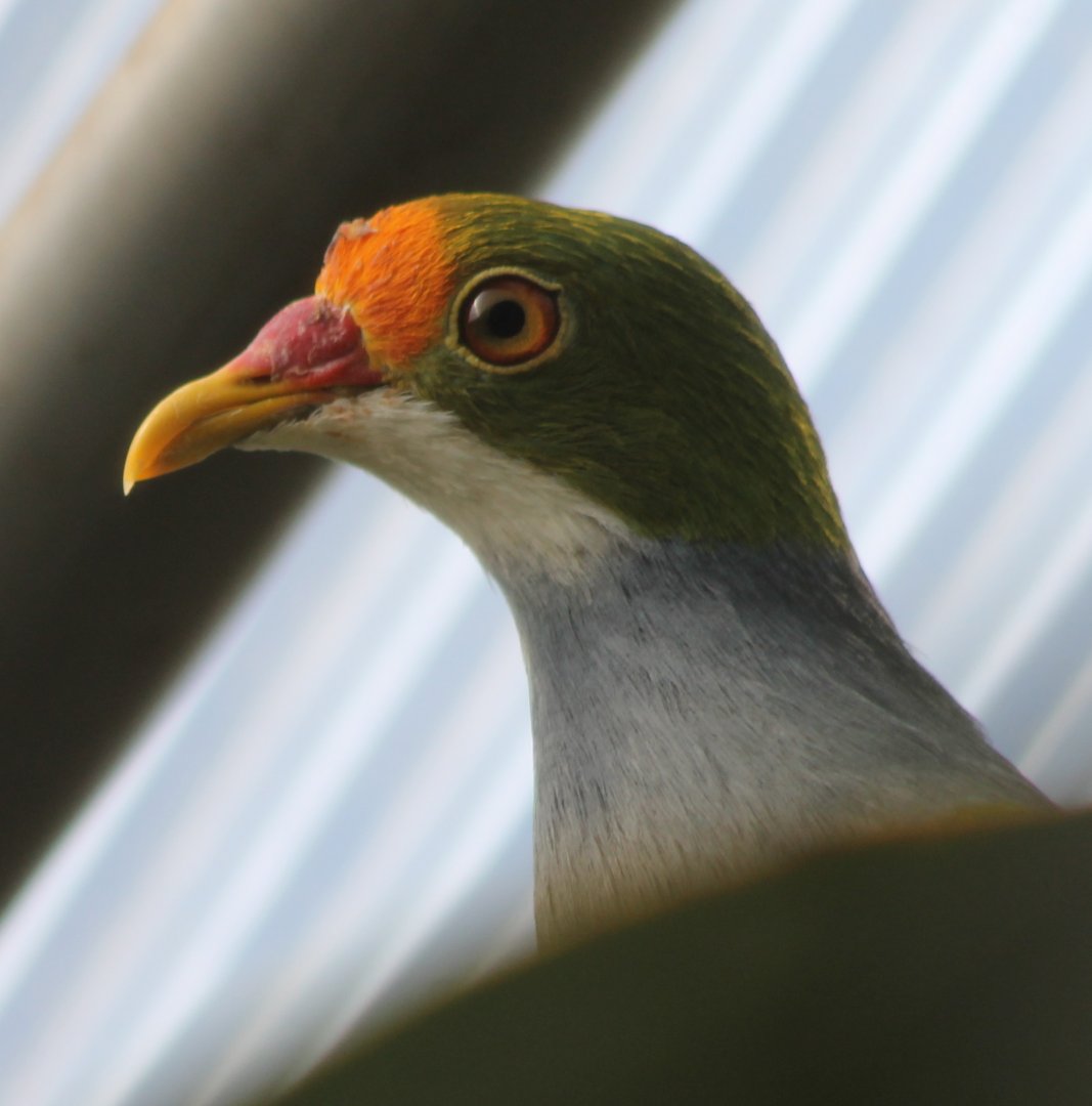 Orange-fronted fruit-dove