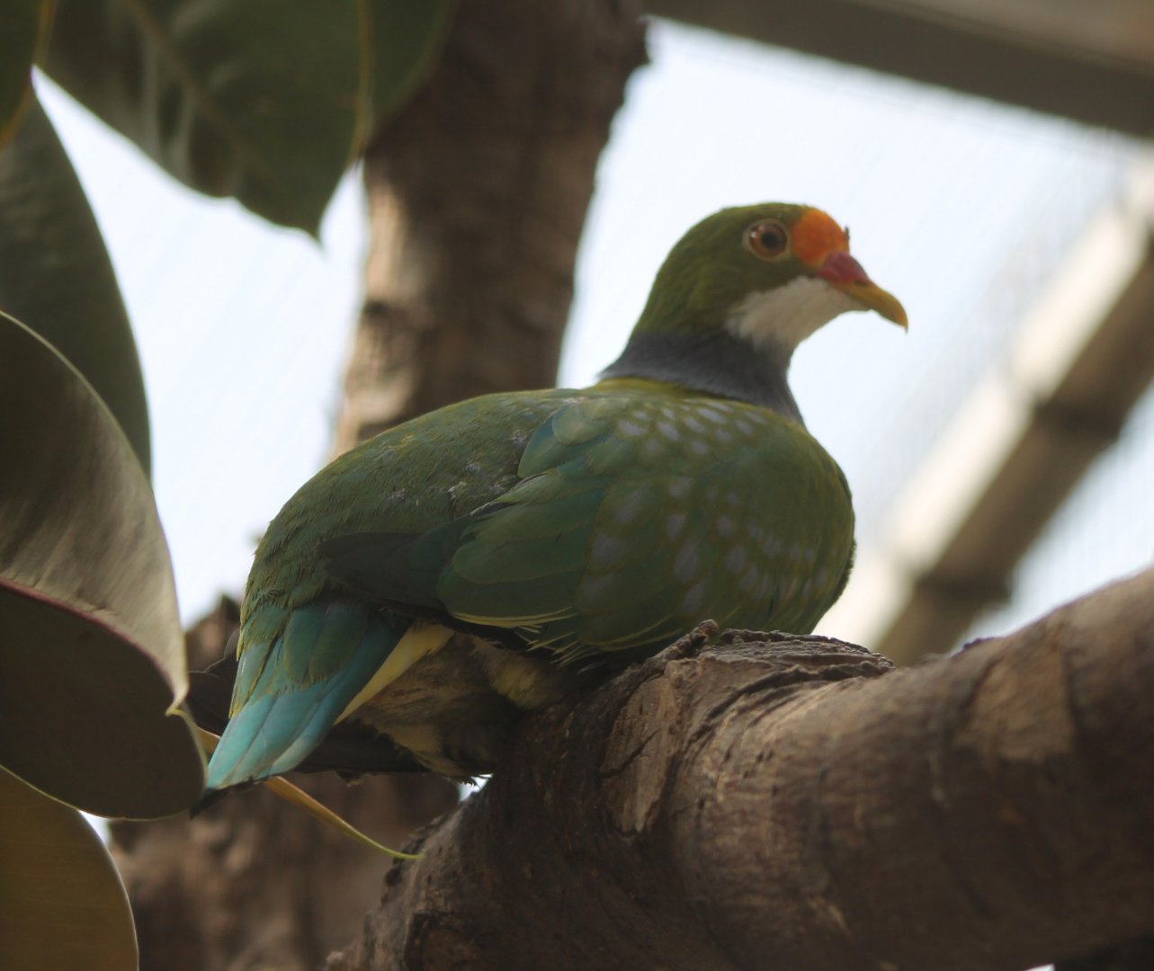 Orange-fronted fruit-dove