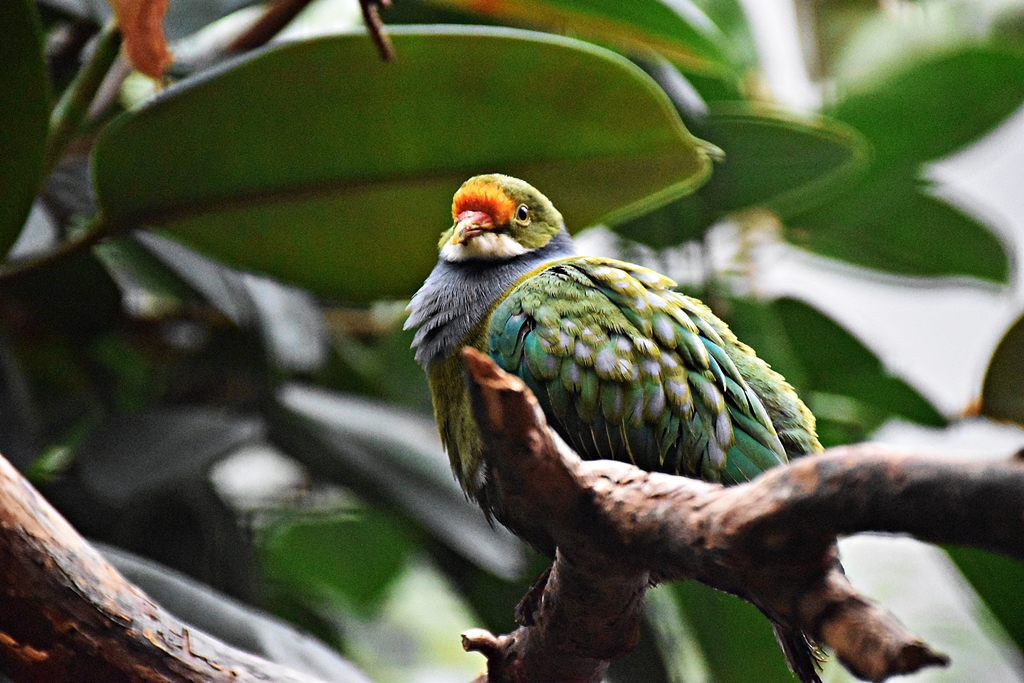 Orange-fronted fruit dove
