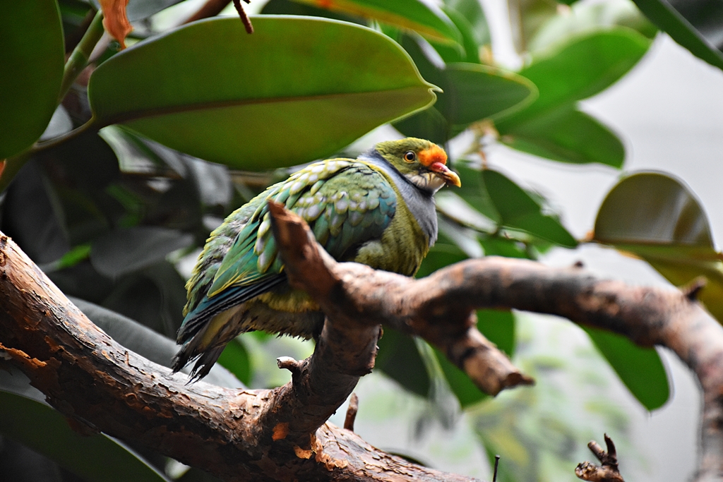 Orange-fronted fruit dove