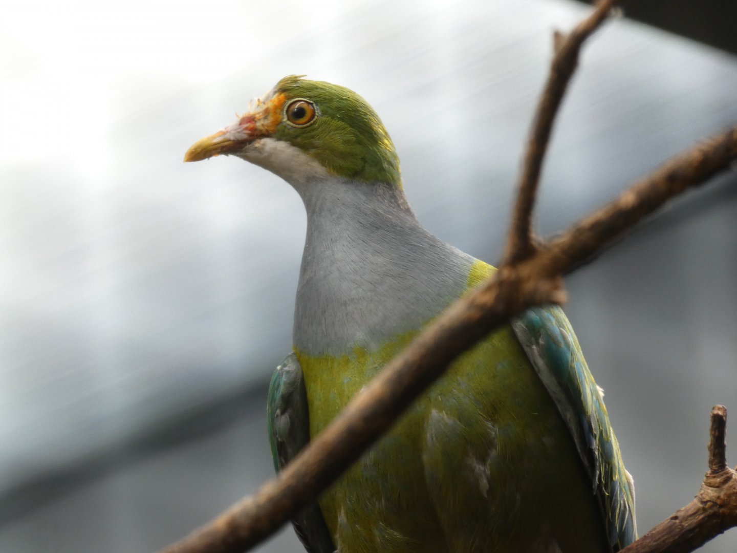 Orange-fronted Fruit-dove