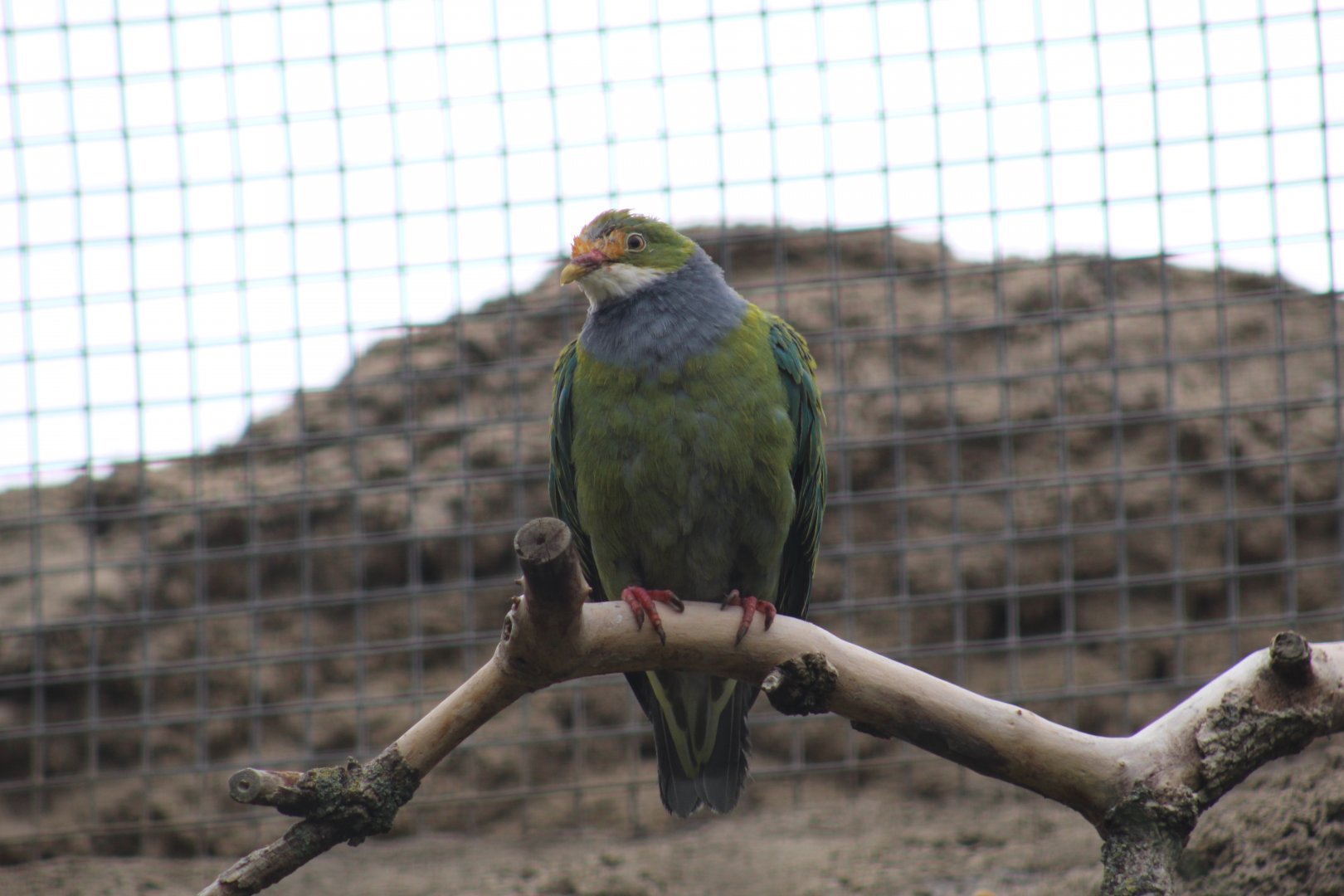 Orange-Fronted Fruit-Dove