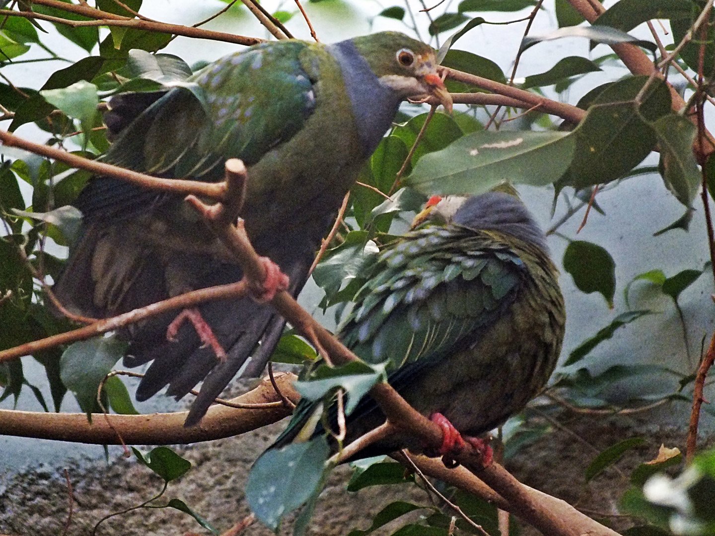 Orange-fronted fruit-doves