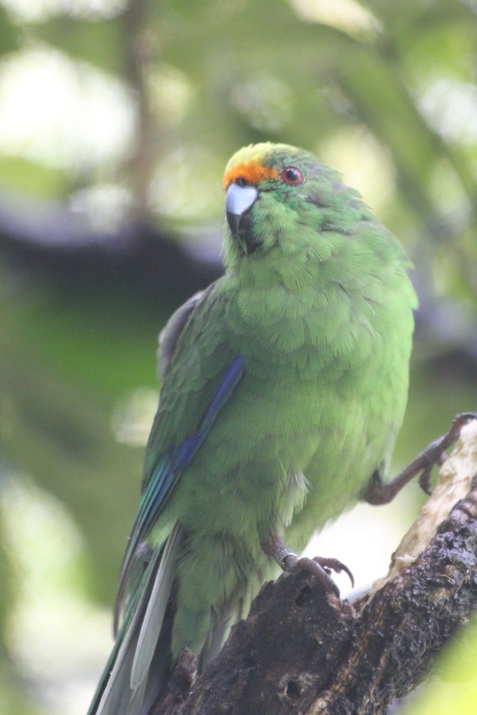 Orange-fronted Kakariki (Cyanoramphus malherbi)